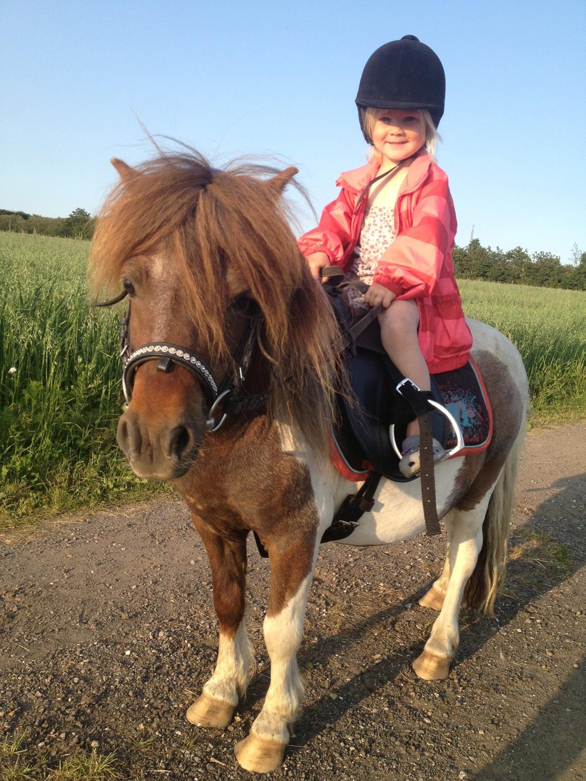 Shetlænder Loch Nevis billede 7