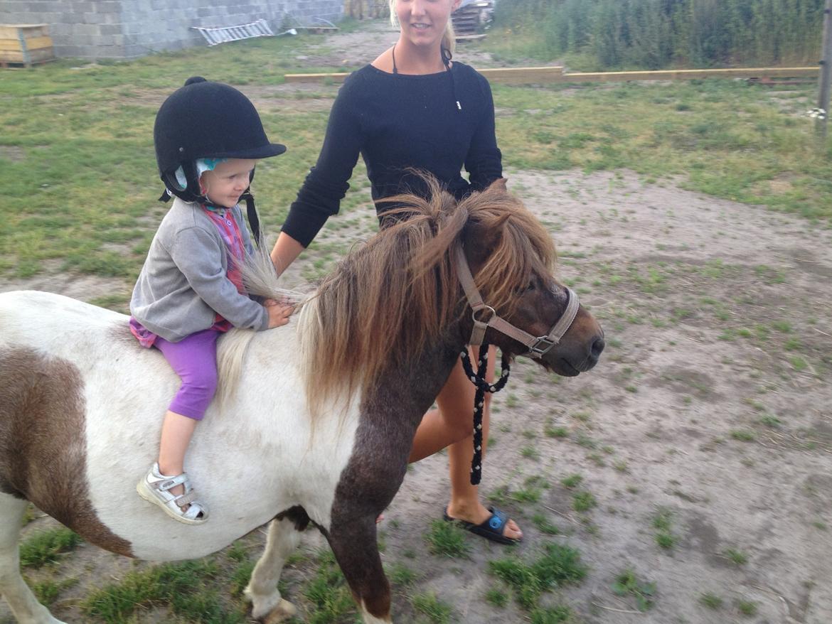 Shetlænder Loch Nevis billede 8