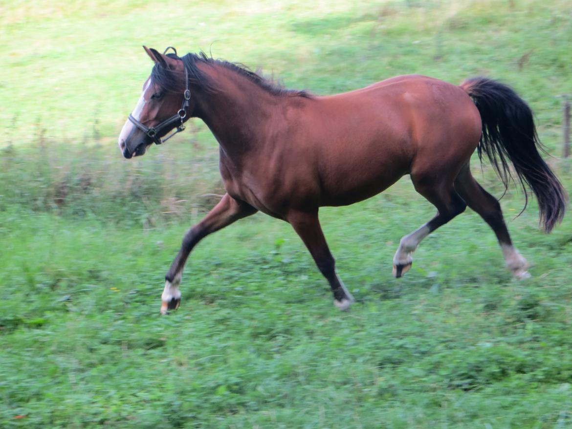 Welsh Pony (sec B) Asti billede 13