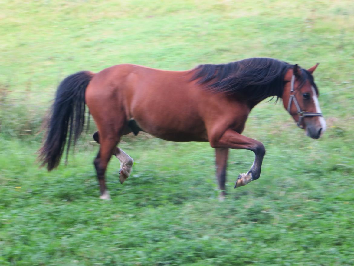 Welsh Pony (sec B) Asti billede 14
