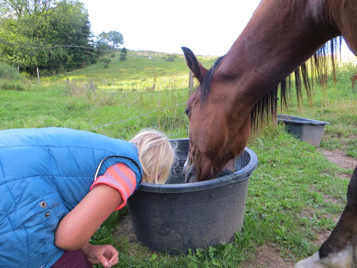 Welsh Pony (sec B) Asti - så blev vi lige lidt tørstig  billede 15