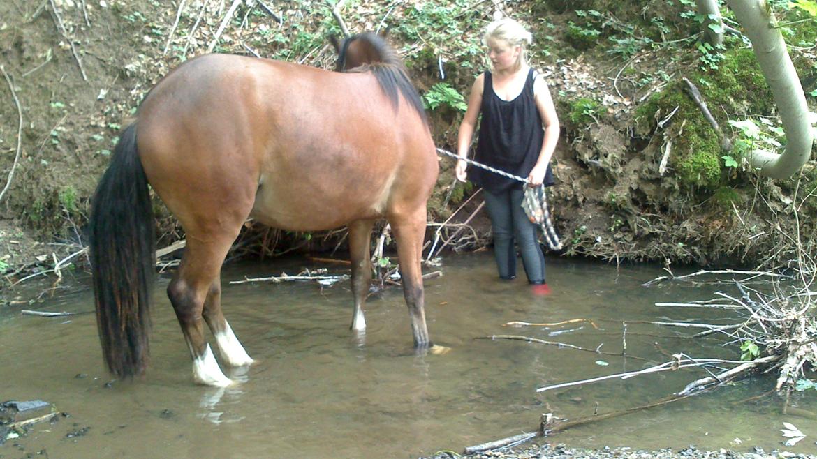 Welsh Pony (sec B) Asti - det var godt billede 20
