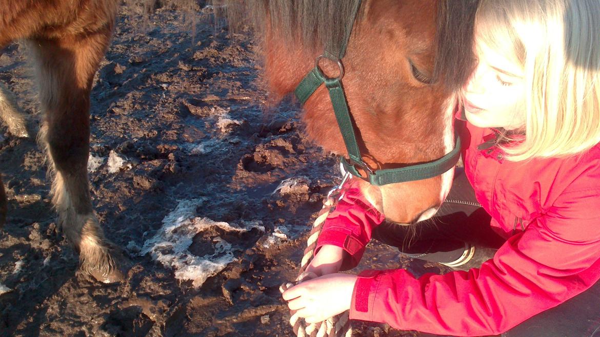 Welsh Pony (sec B) Asti - så sød billede 16