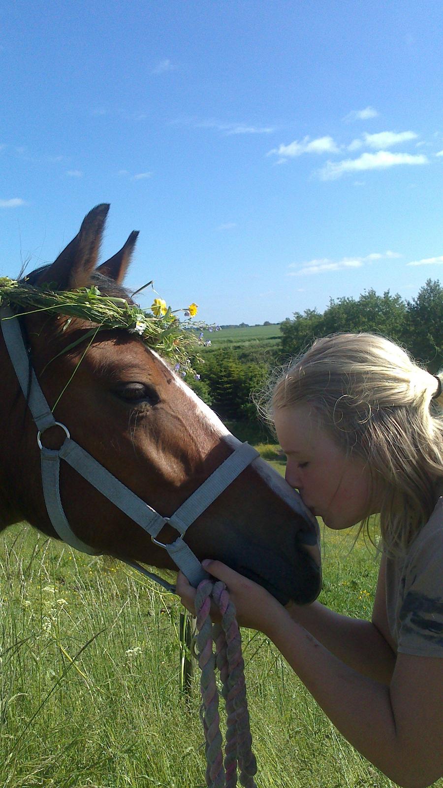 Welsh Pony (sec B) Asti billede 18