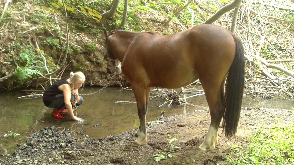 Welsh Pony (sec B) Asti - kommer du ikke med ud i vandet  billede 19
