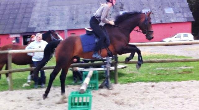 Dansk Varmblod Kastaniegårdens Nivea - Anden gang jeg springer på Nivea :-)  billede 19