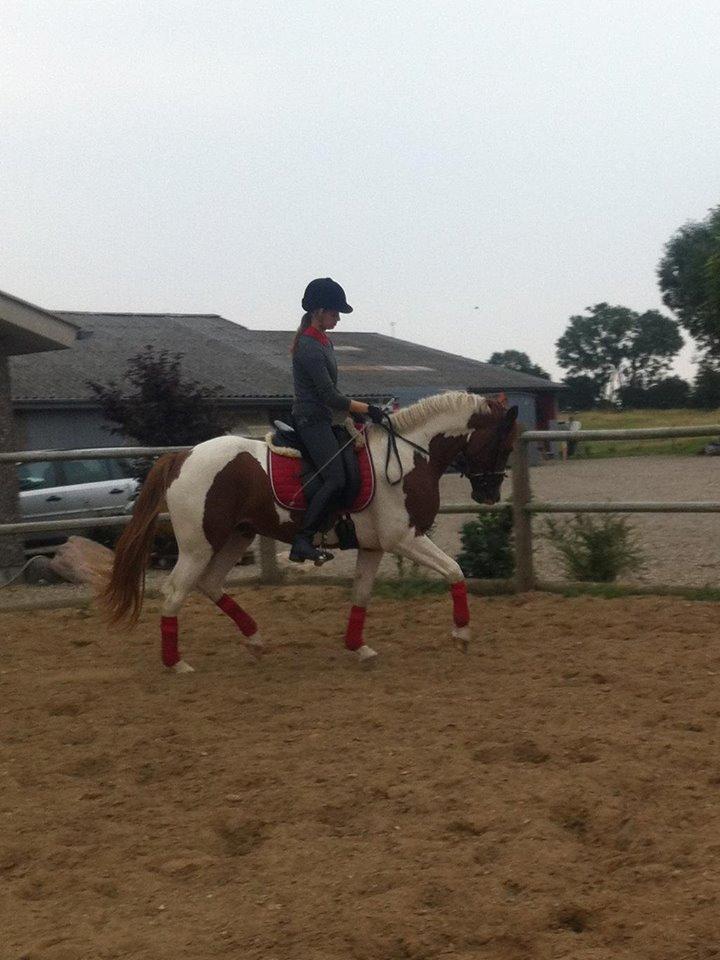 Anden særlig race Kingston billede 19