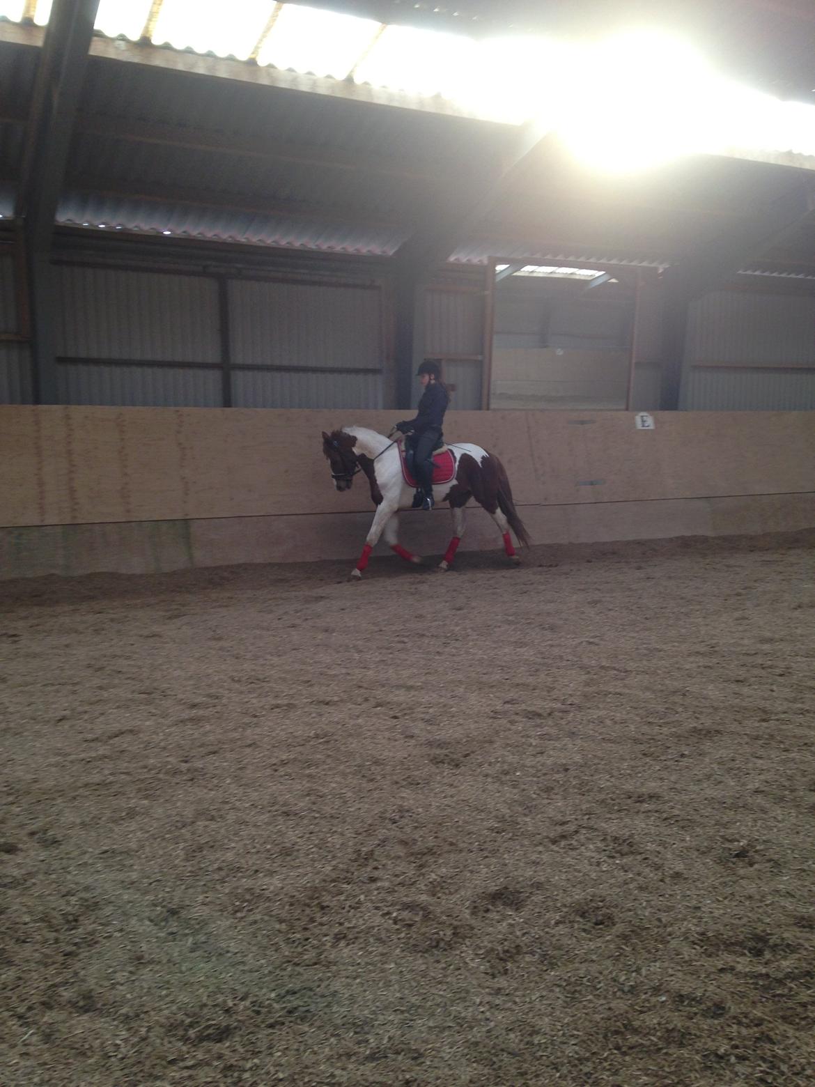 Anden særlig race Kingston billede 20