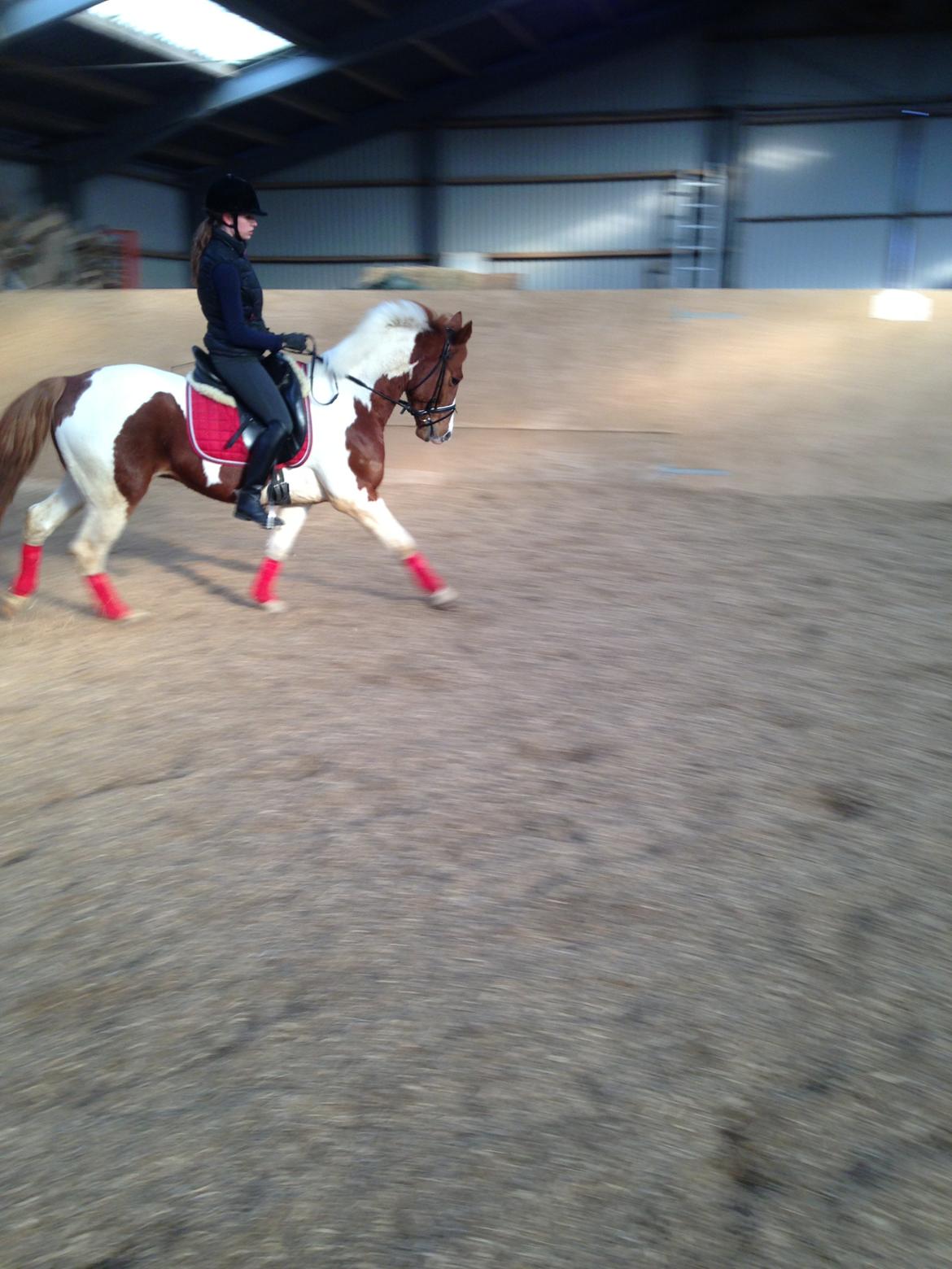 Anden særlig race Kingston billede 21