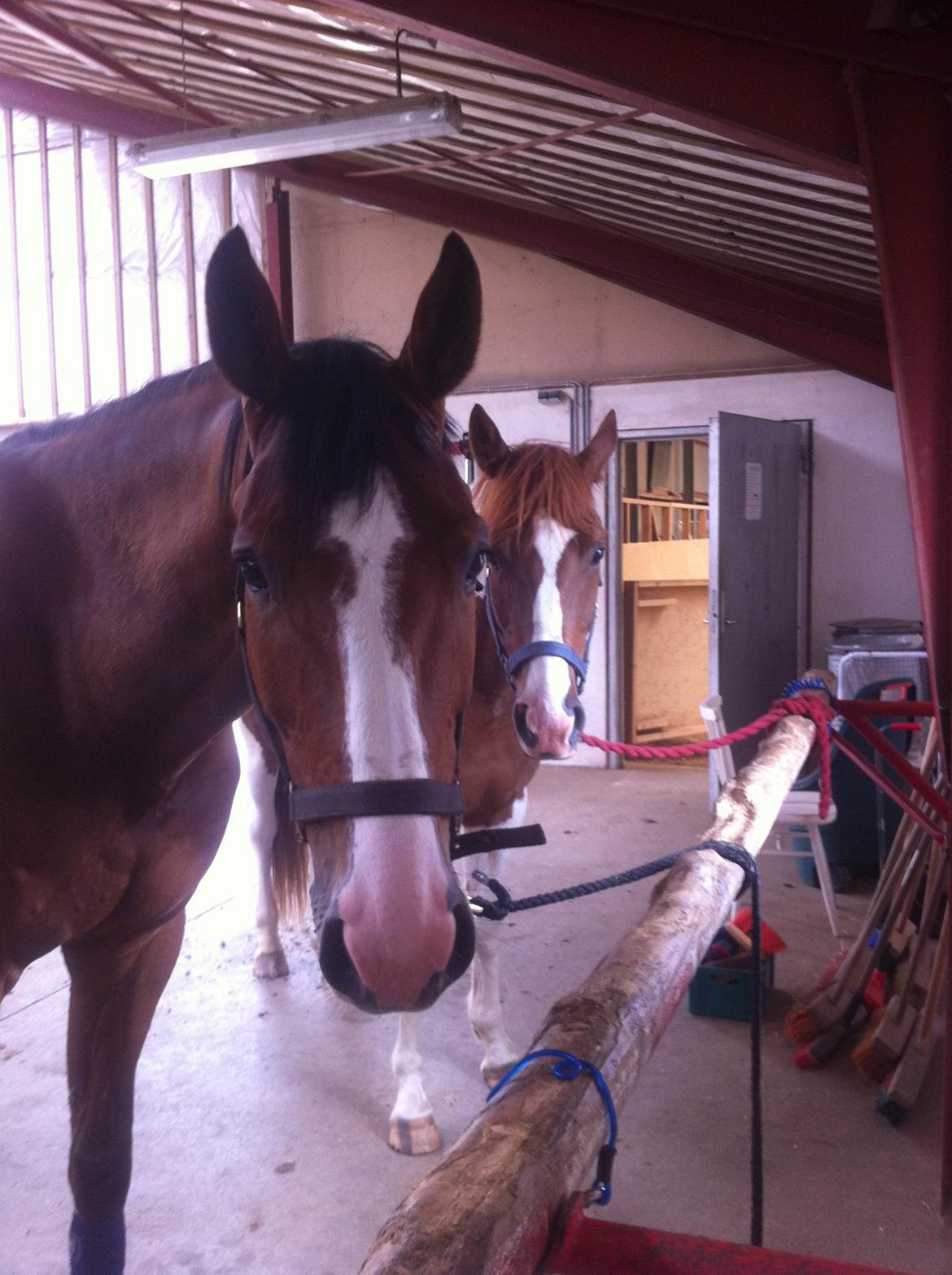 Anden særlig race Kingston - Kingston og Palleeee <3 billede 23