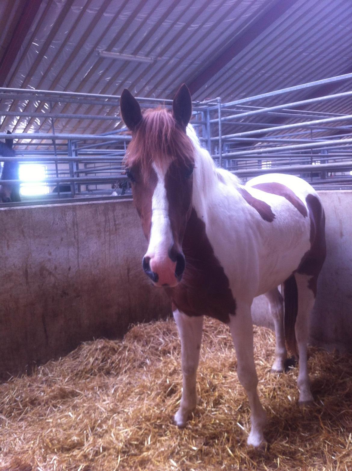 Anden særlig race Kingston billede 24