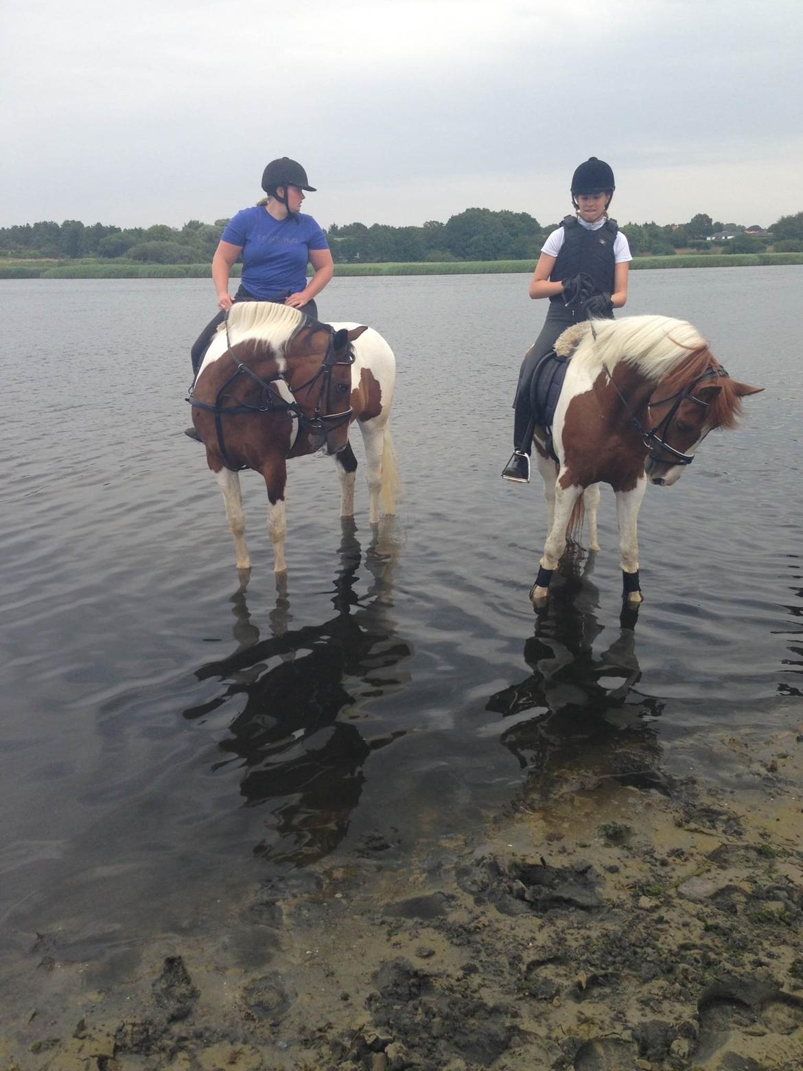 Anden særlig race Kingston - På heden med alle de skønne mennesker fra stalden <3  billede 25