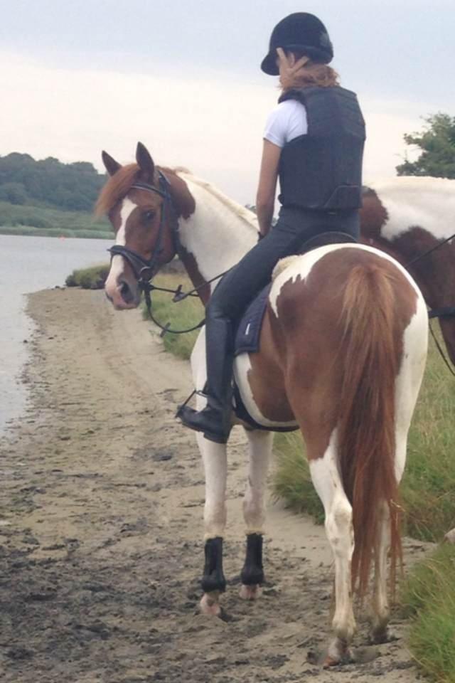 Anden særlig race Kingston - <3 billede 30