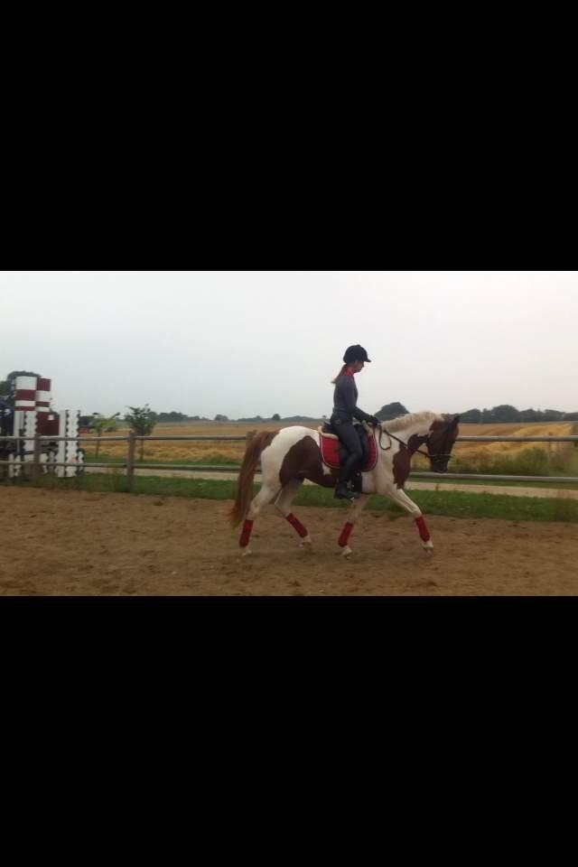 Anden særlig race Kingston - Billedet er taget ud fra en video billede 26