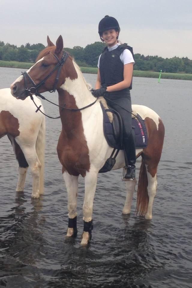 Anden særlig race Kingston billede 28