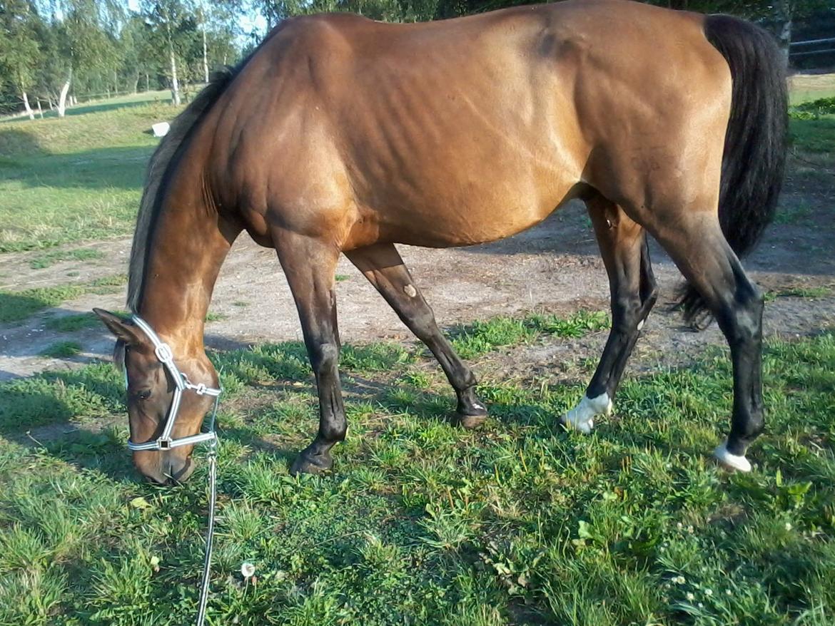 Dansk Varmblod SCHWANTE - D. 23/08-2013, morgen hygge inden dyrelægen kom og vaccinerede ham billede 29