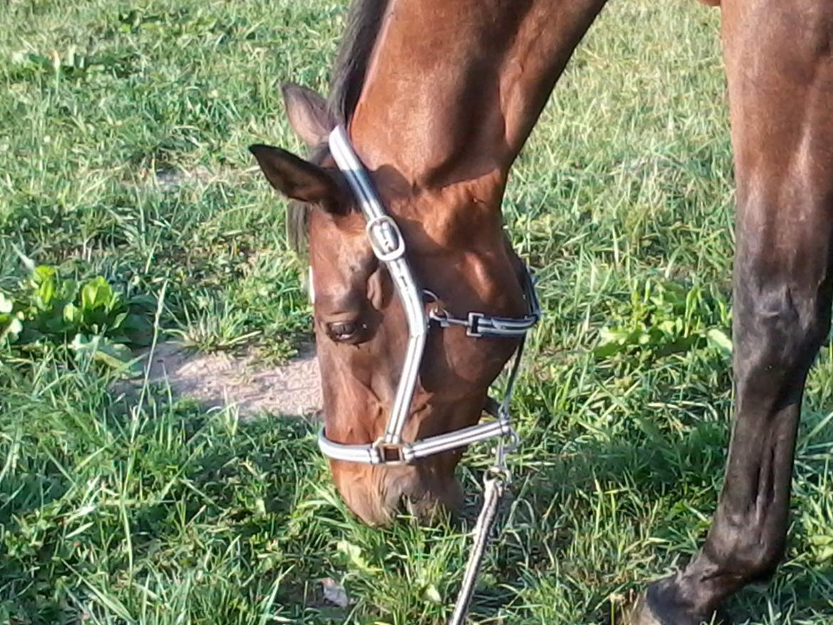 Dansk Varmblod SCHWANTE - D. 23/08-2013 morgen hygge :) billede 30