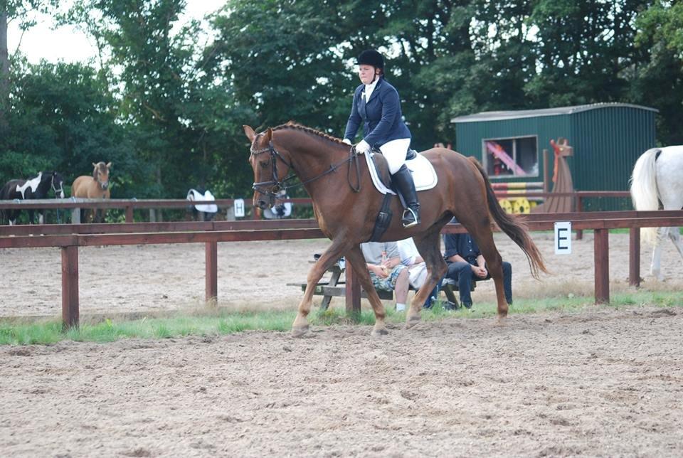 Dansk Varmblod SAM-SON ENSHØJ DV 792 RIP :-( billede 21