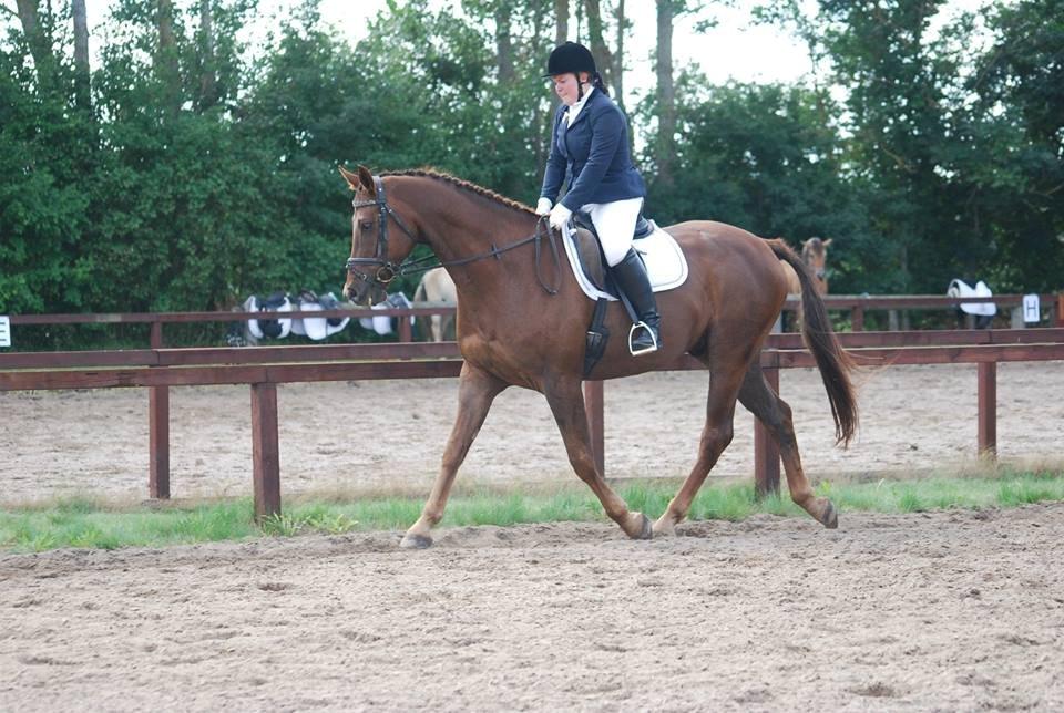 Dansk Varmblod SAM-SON ENSHØJ DV 792 RIP :-( billede 22