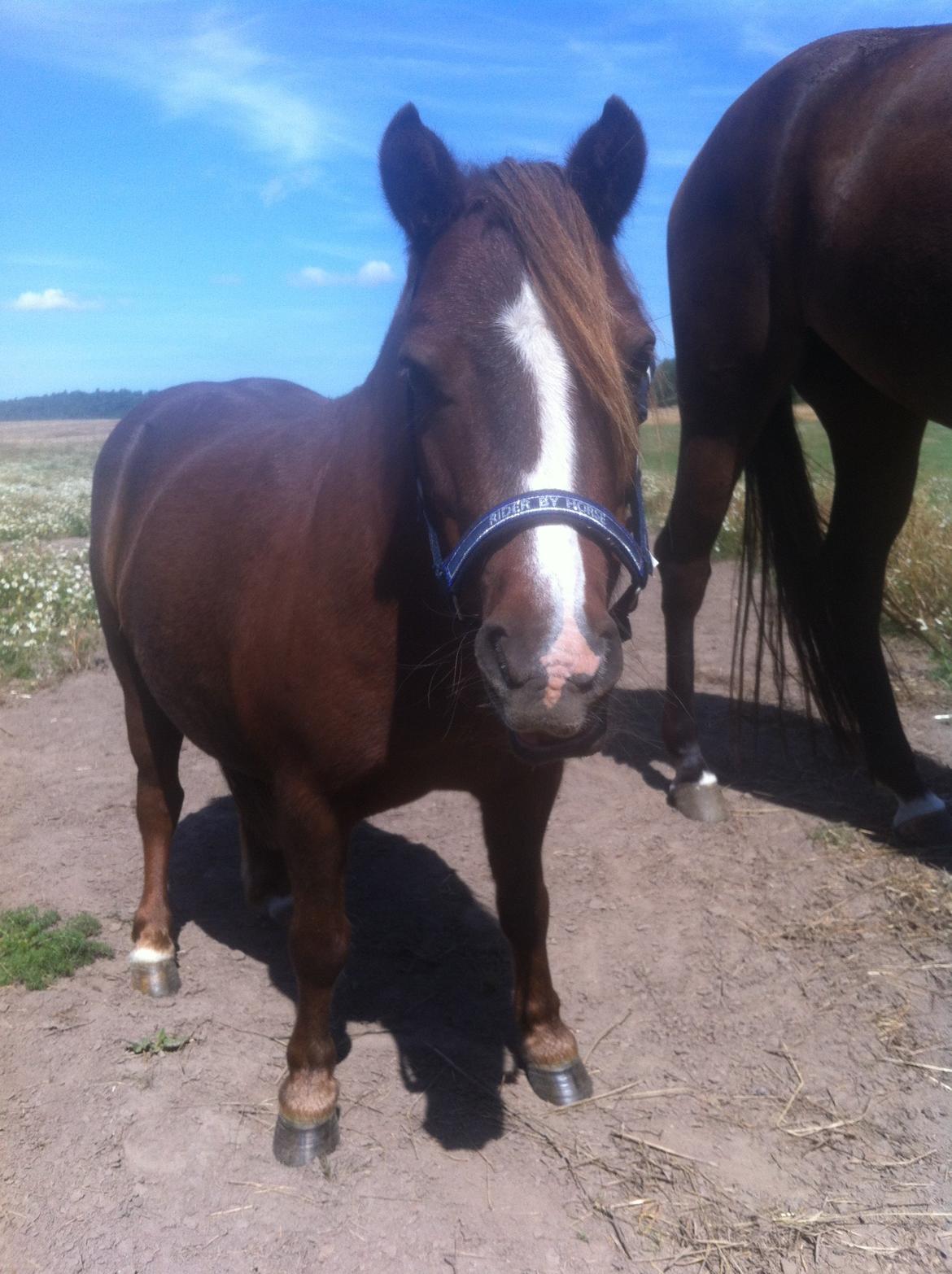 Shetlænder Freddy billede 2