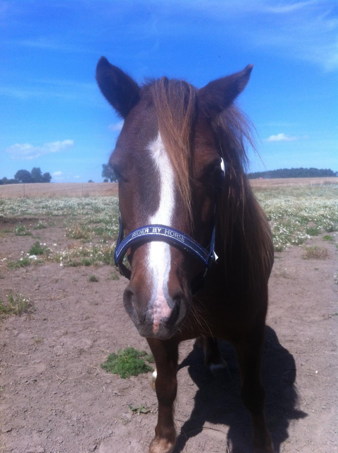 Shetlænder Freddy billede 3