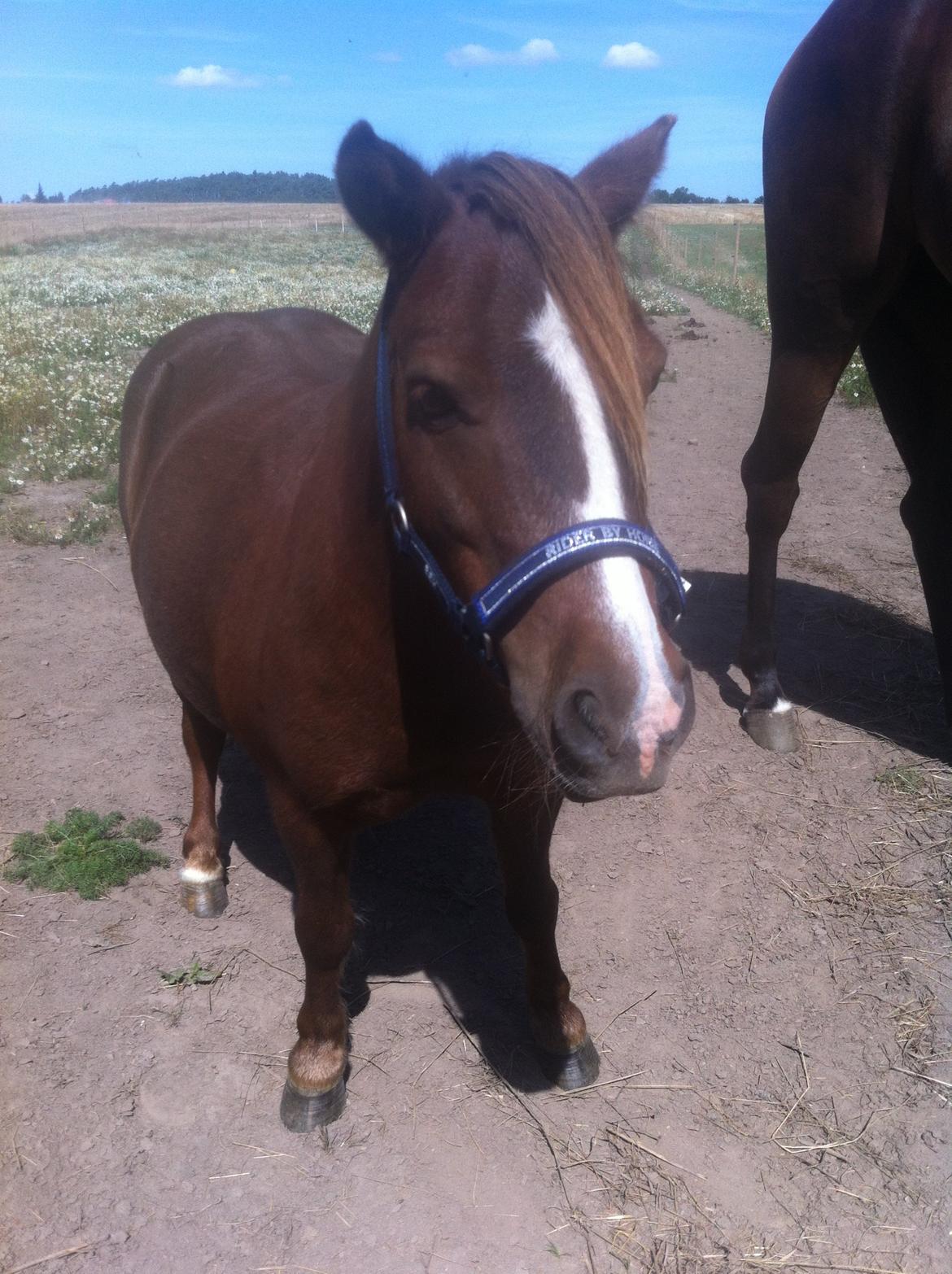 Shetlænder Freddy billede 4