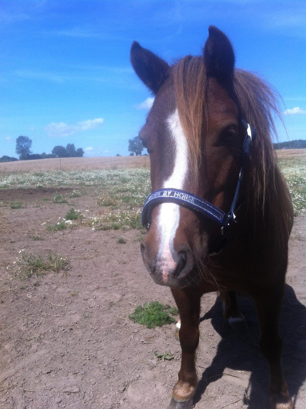 Shetlænder Freddy billede 5