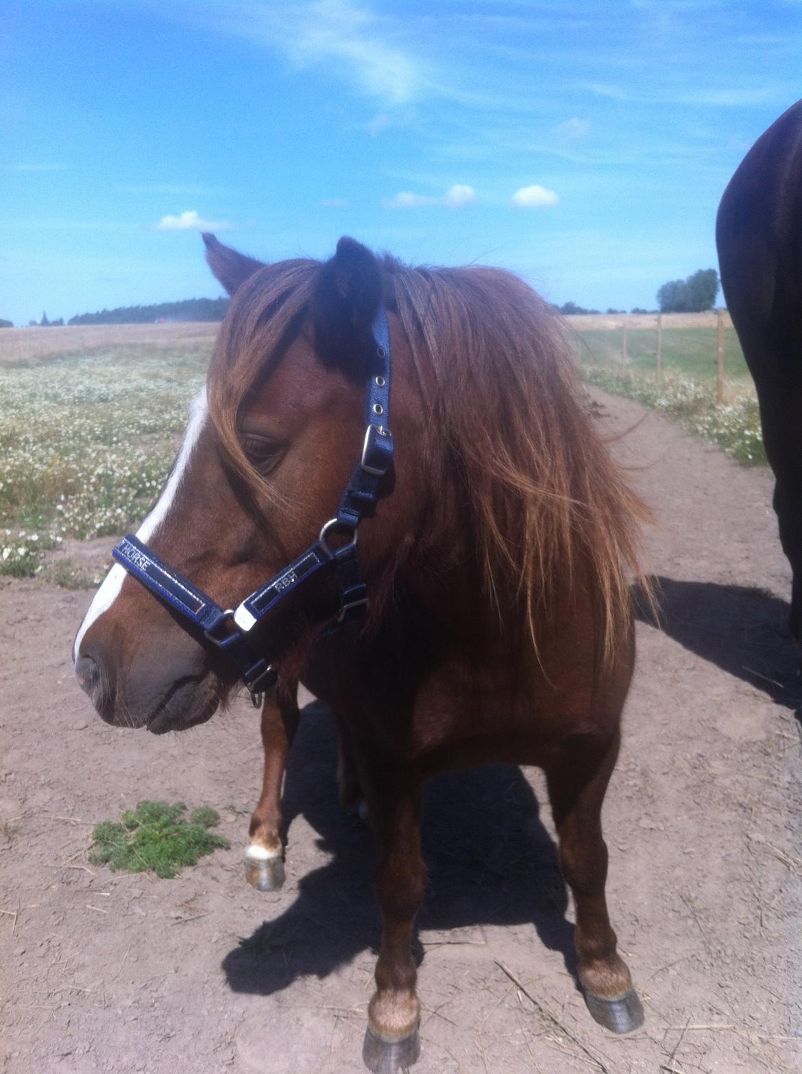 Shetlænder Freddy billede 6