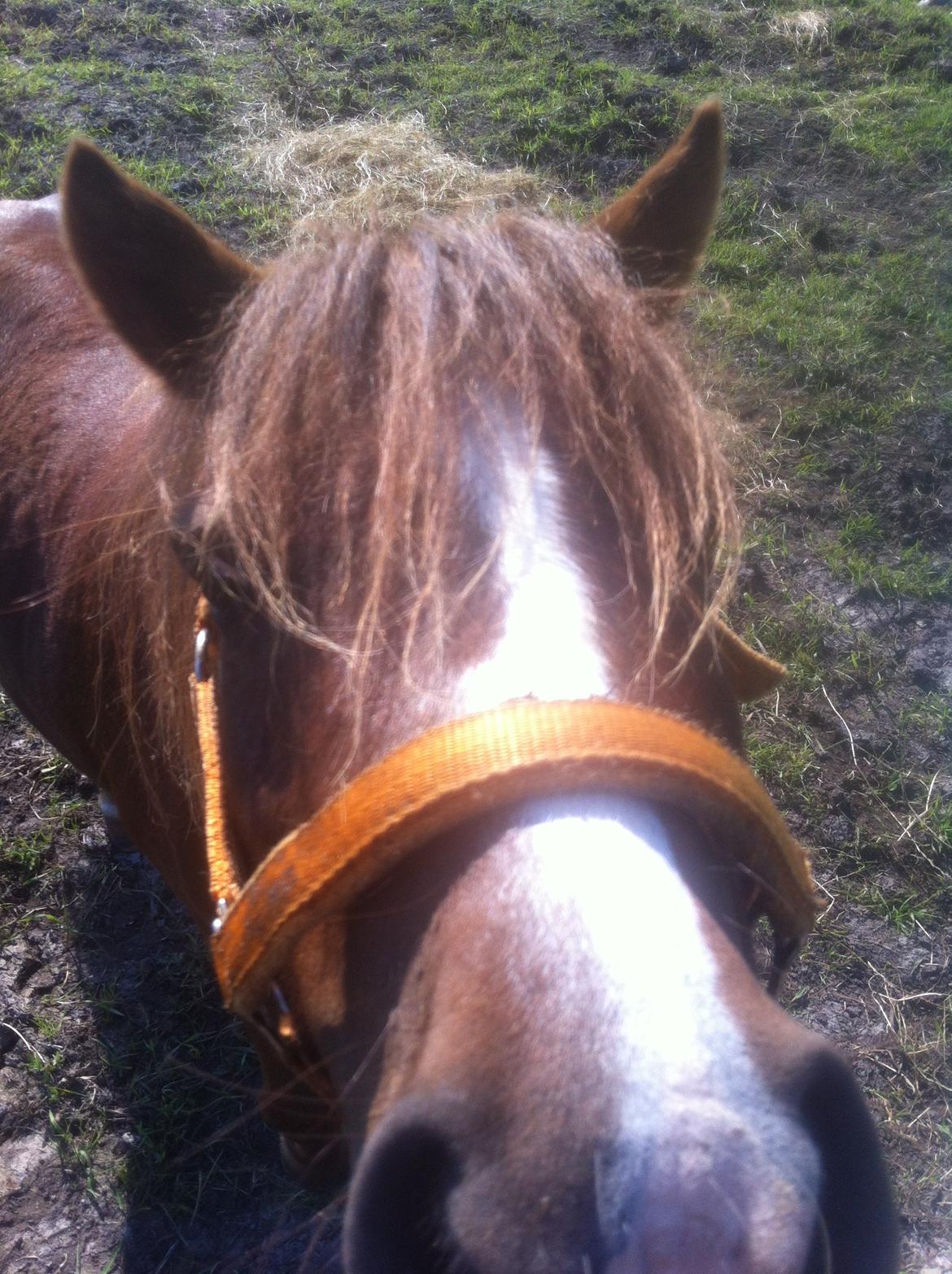 Shetlænder Freddy billede 7