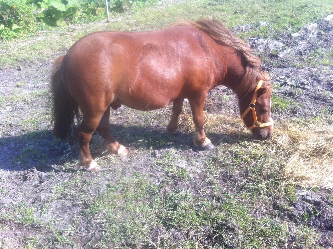 Shetlænder Freddy billede 8