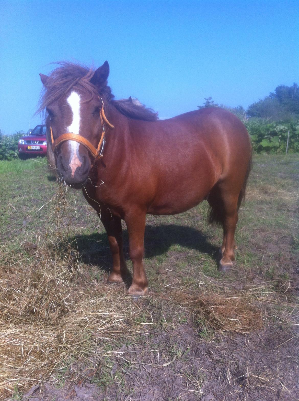 Shetlænder Freddy billede 9