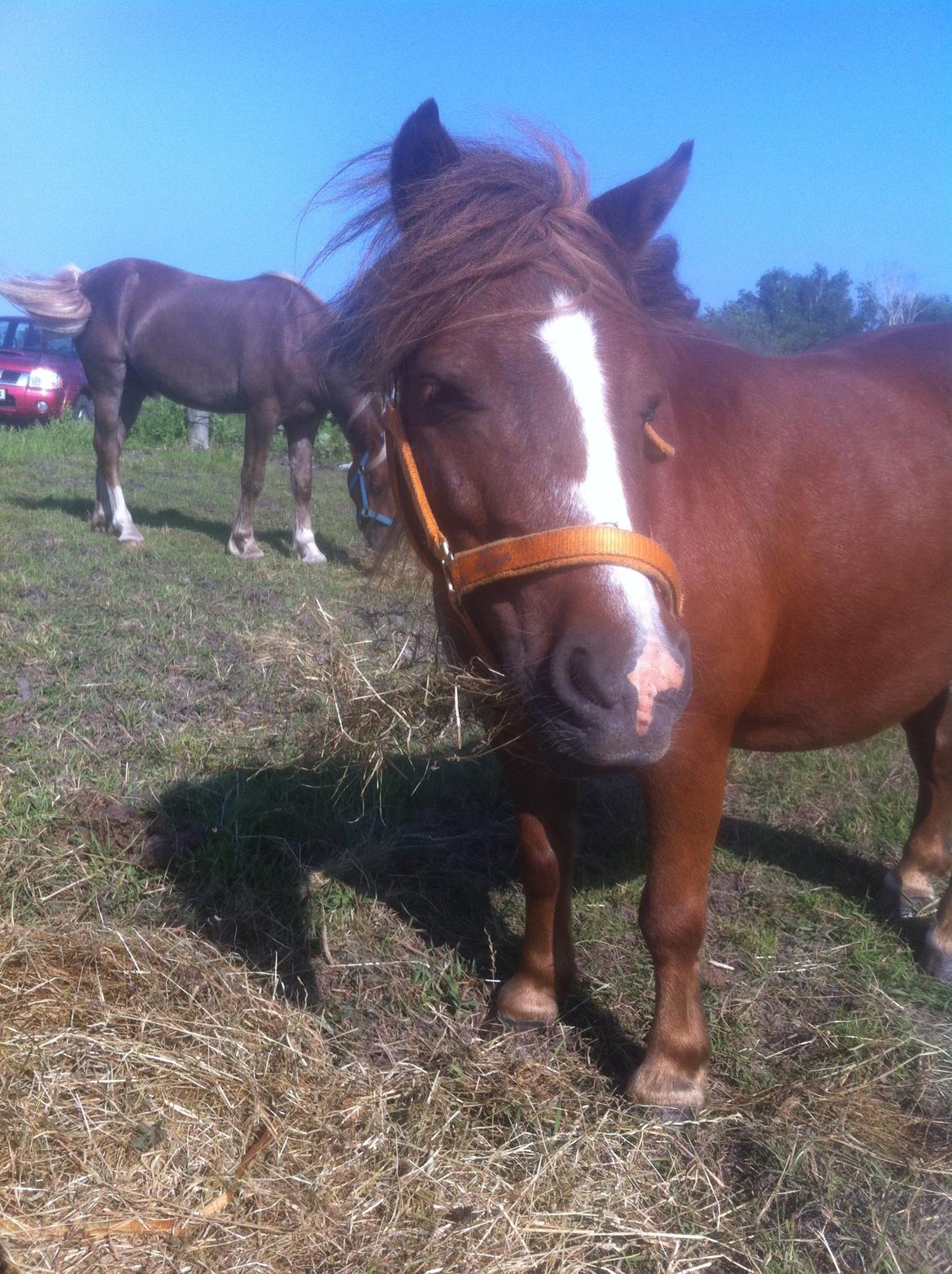 Shetlænder Freddy billede 10