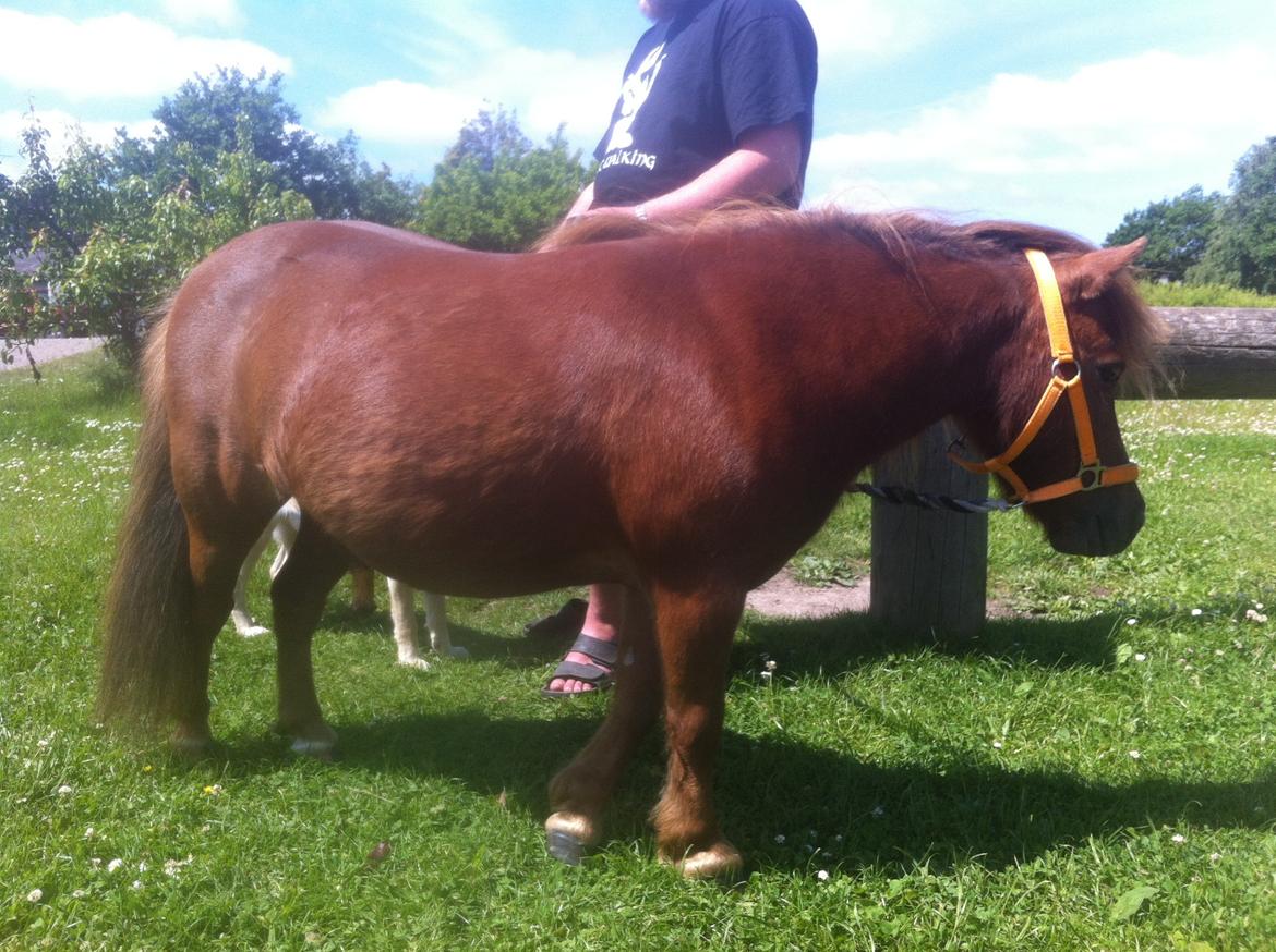 Shetlænder Freddy billede 11