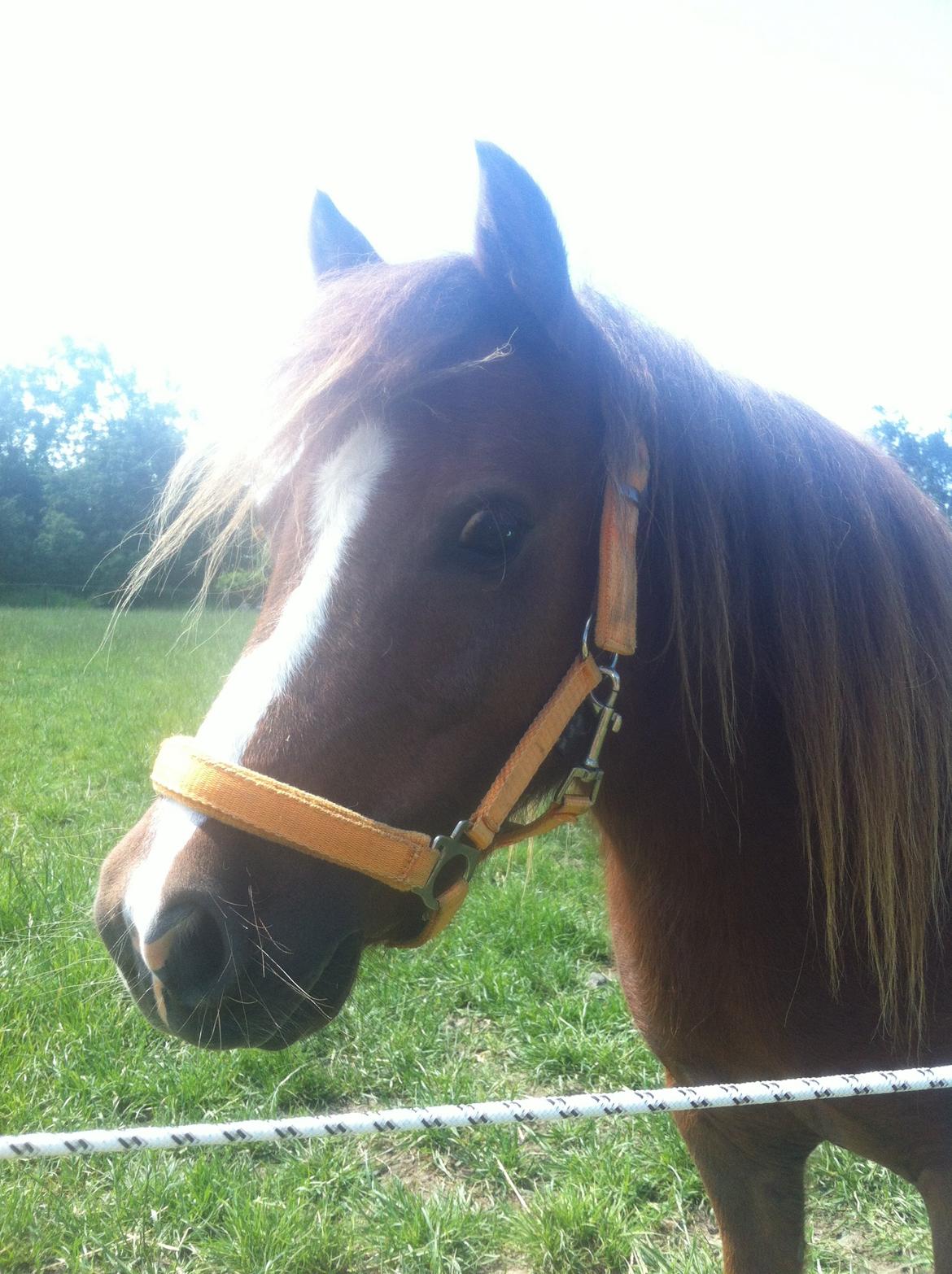 Shetlænder Freddy billede 12