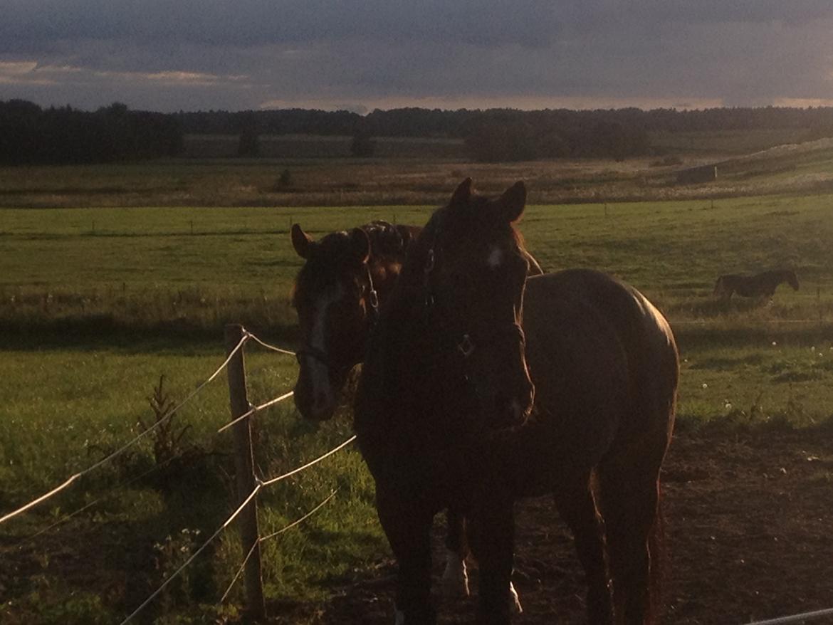 Holstener TOSCANA billede 7