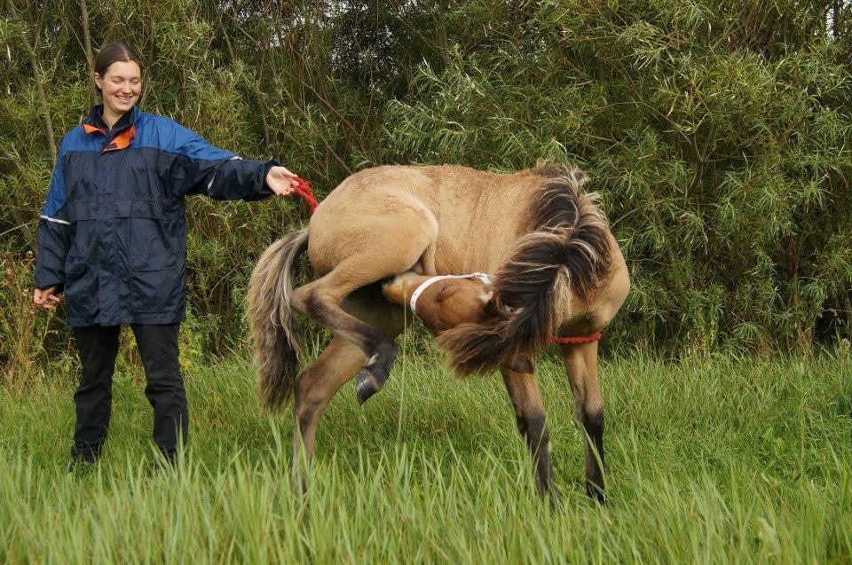 Islænder Vorperla fra Bjergby - haha så stå dog pænt når vi tager billeder ! Fjollede følle ;) billede 5