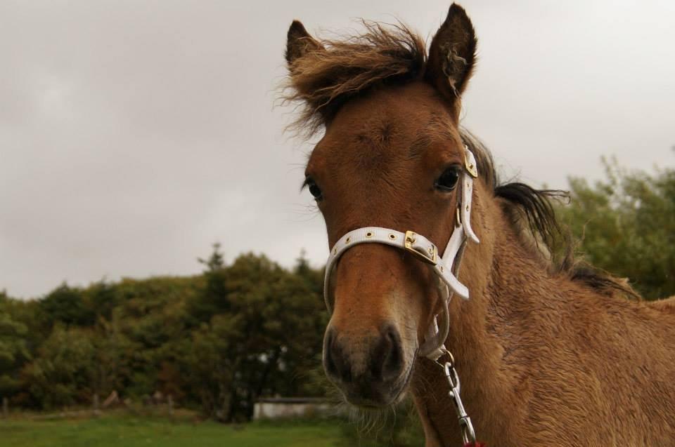 Islænder Vorperla fra Bjergby billede 3