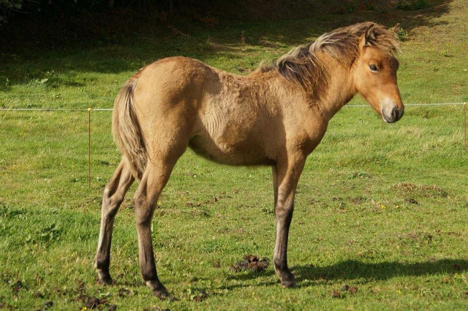 Islænder Vorperla fra Bjergby - 3 mdr gammel. Sikket REGNVEJR billede 4