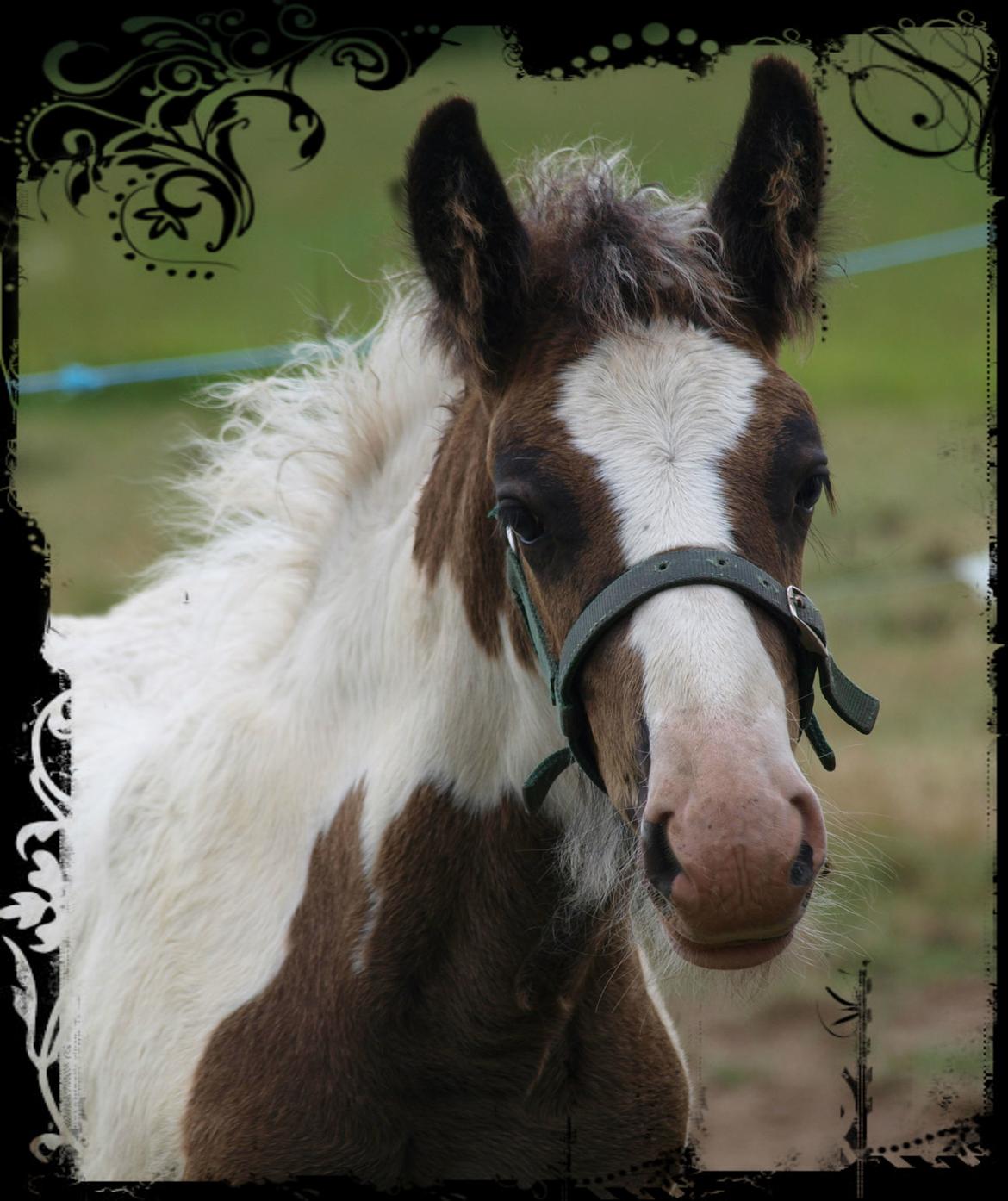 Irish Cob Beer's Mr. Prezident billede 2