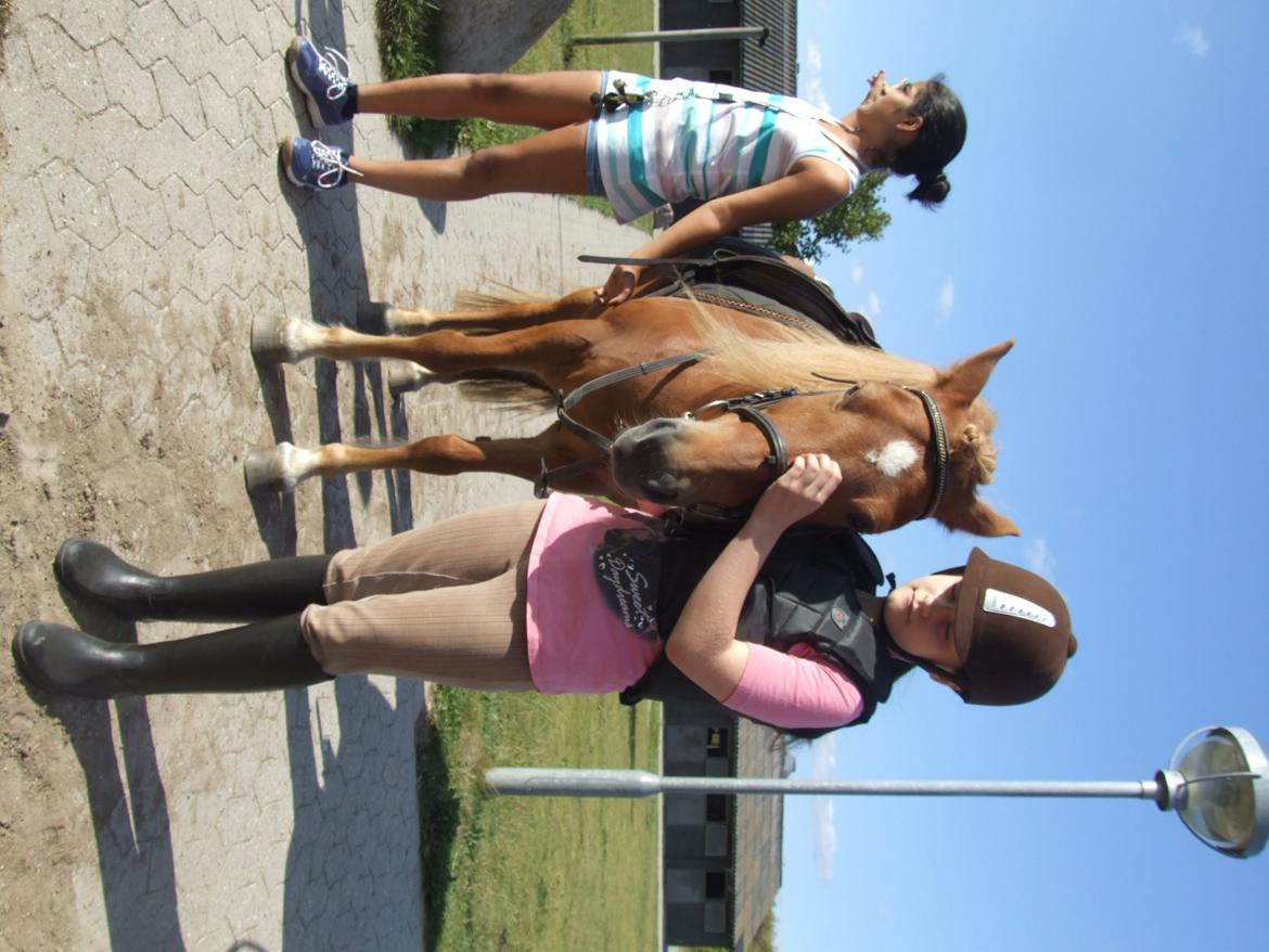 Anden særlig race Alie (HVR Rideskolepony) [Rider] billede 20