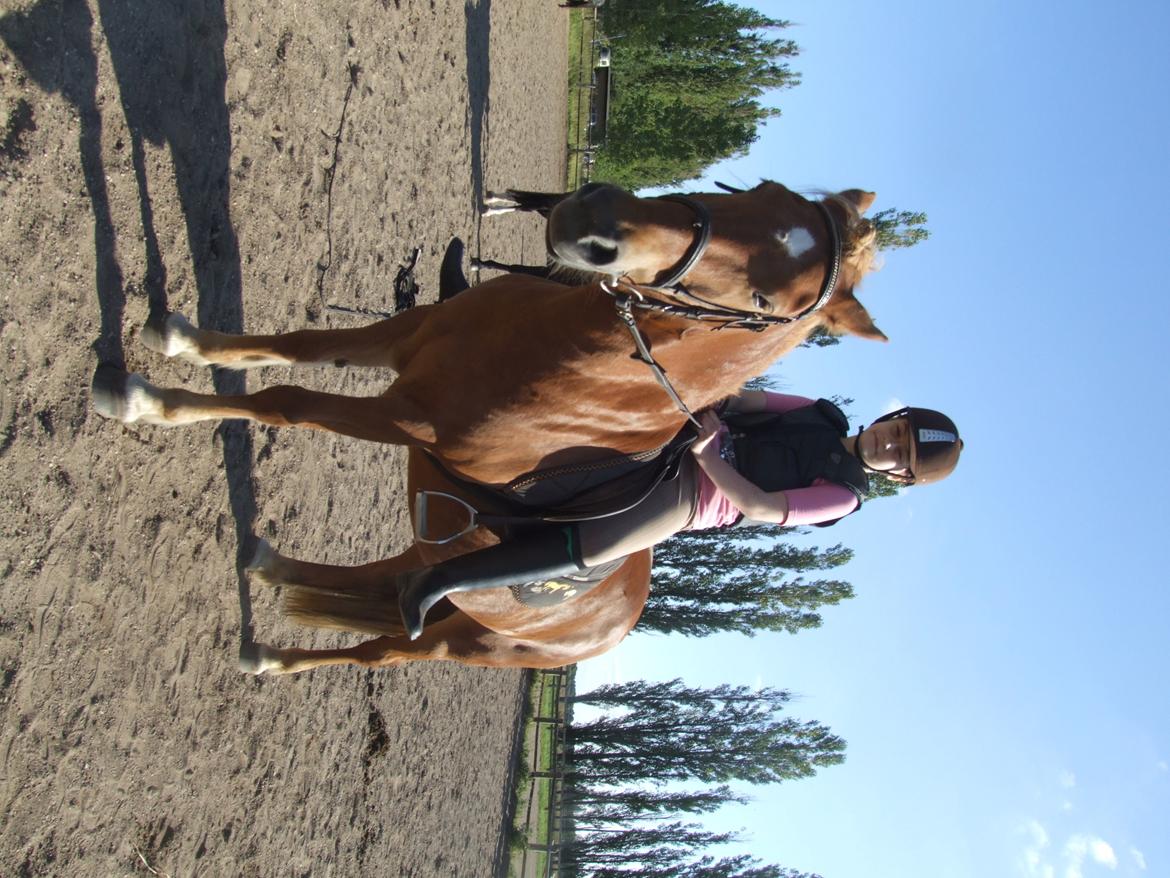 Anden særlig race Alie (HVR Rideskolepony) [Rider] billede 22
