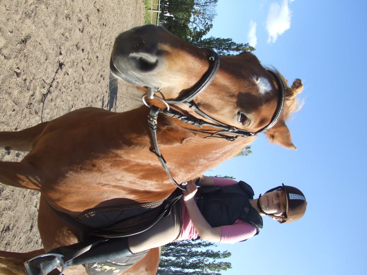 Anden særlig race Alie (HVR Rideskolepony) [Rider] billede 23