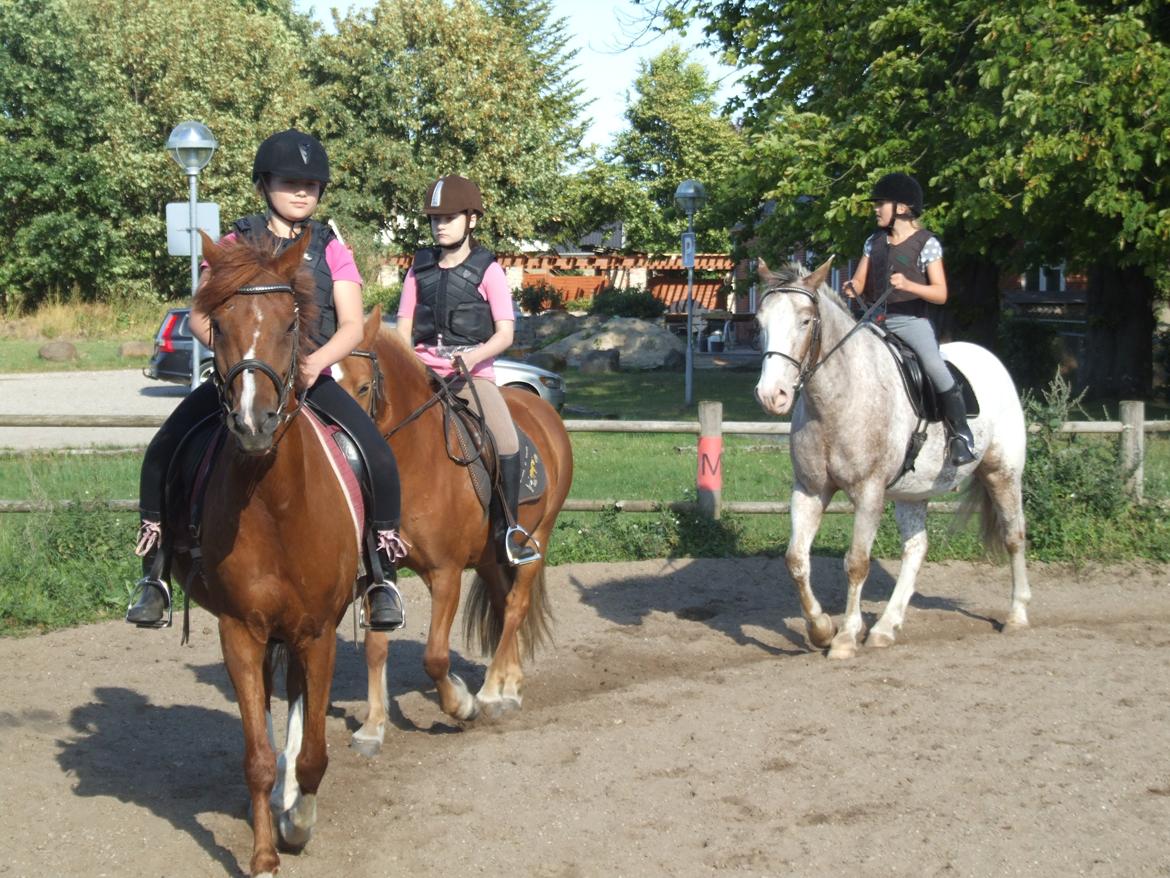 Anden særlig race Alie (HVR Rideskolepony) [Rider] billede 24