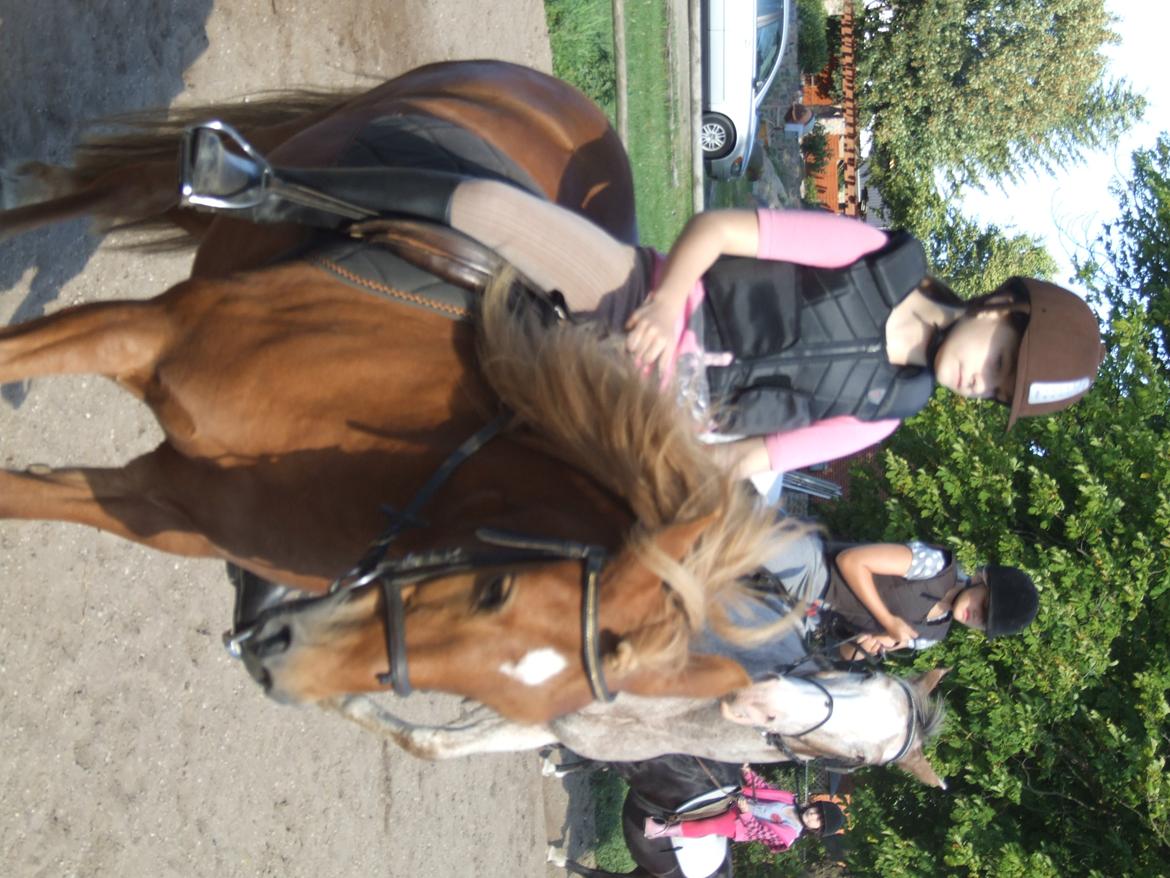 Anden særlig race Alie (HVR Rideskolepony) [Rider] billede 25