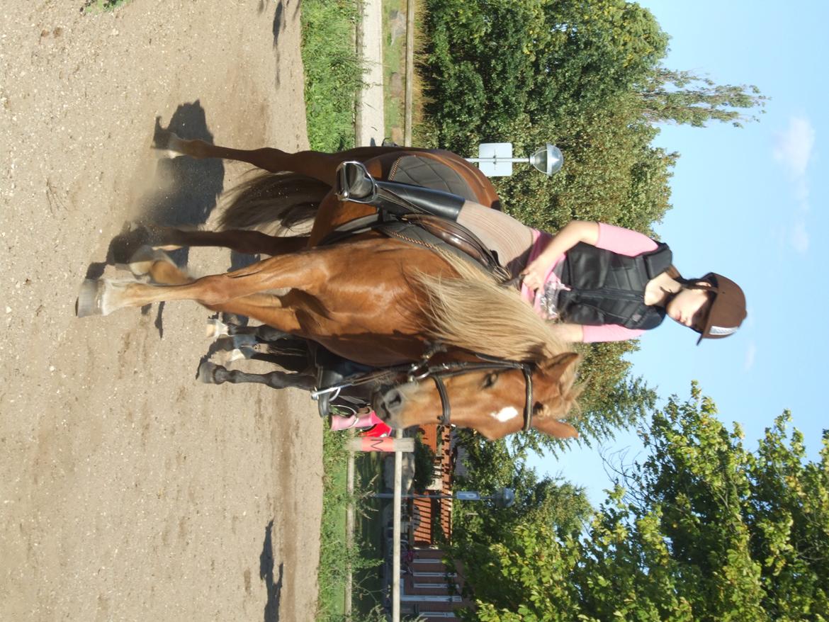 Anden særlig race Alie (HVR Rideskolepony) [Rider] billede 26