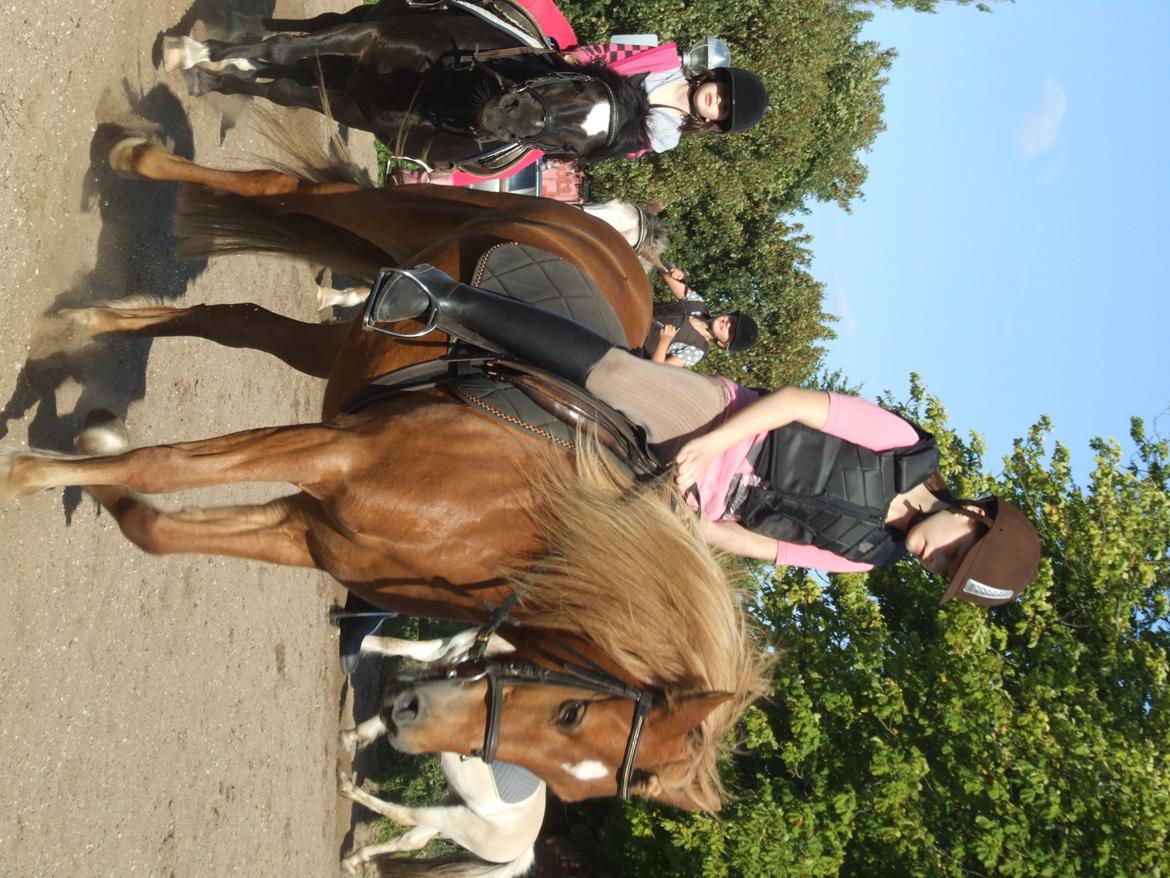 Anden særlig race Alie (HVR Rideskolepony) [Rider] billede 27