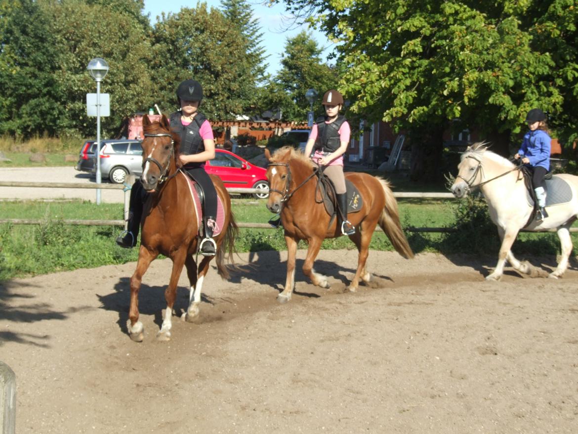 Anden særlig race Alie (HVR Rideskolepony) [Rider] billede 28