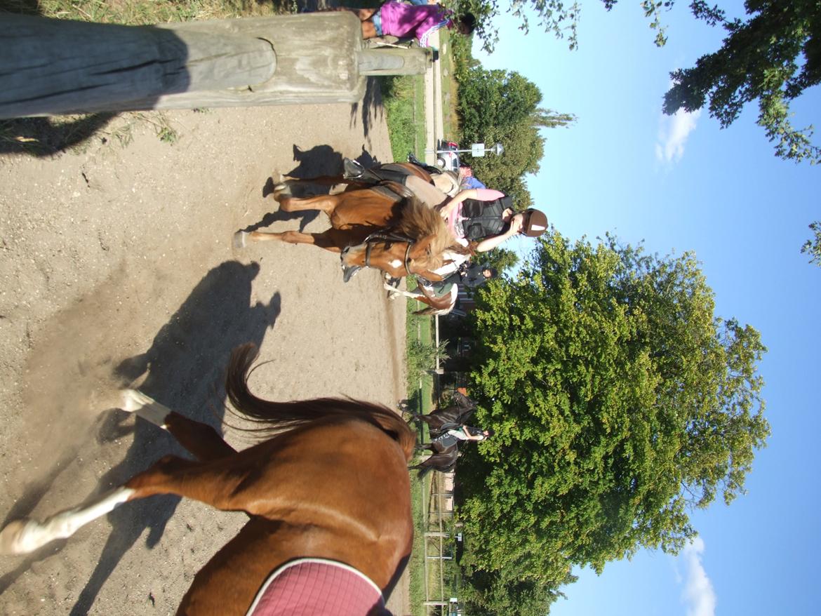Anden særlig race Alie (HVR Rideskolepony) [Rider] billede 29