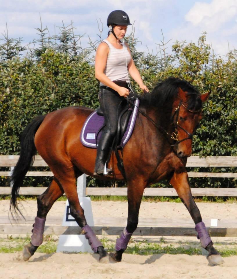 Dansk Varmblod Monique (Mini) - Rune # 3 Havde super hest på begge volter. billede 18