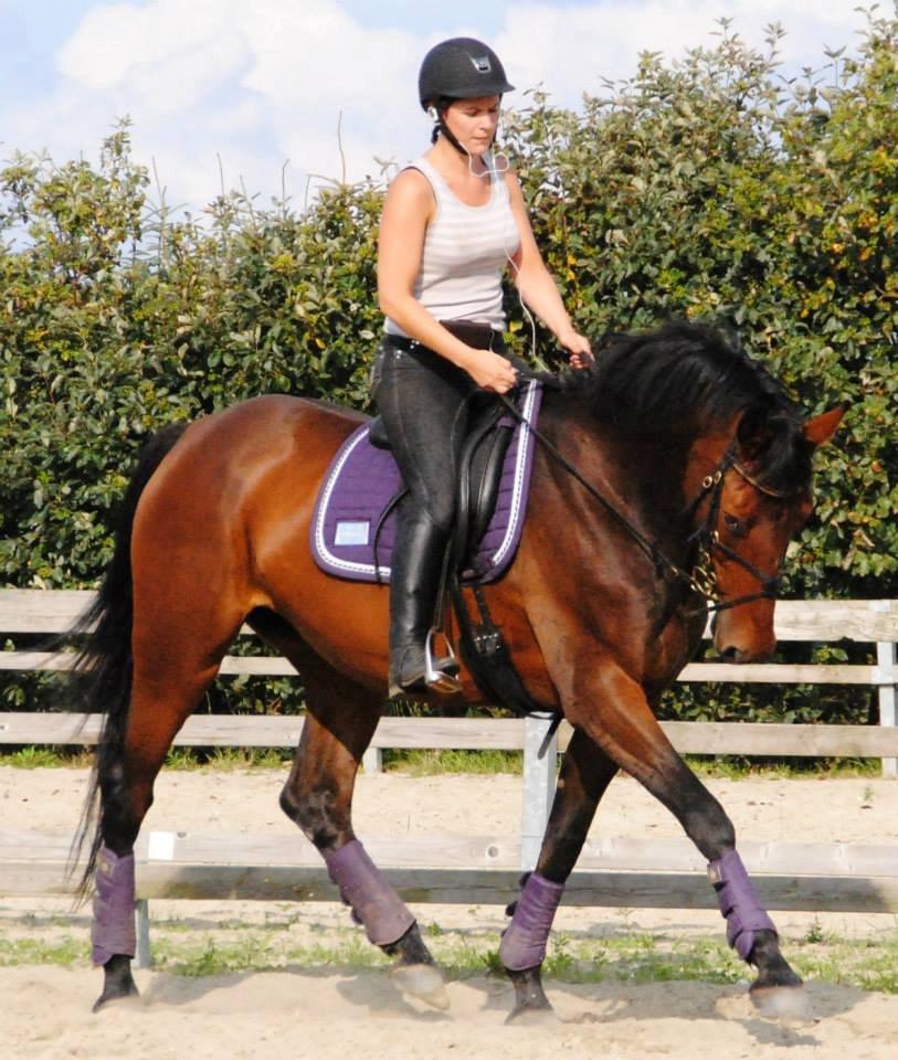 Dansk Varmblod Monique (Mini) - Rune #3 billede 19